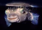 Striped Burrfish, (Chilomycterus schoepfi), eyes, AAAV06P02_08