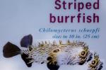 Striped Burrfish, Scientific name: (Chilomycterus schoepfi)