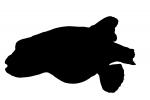 Golden Puffer silhouette, (Arothron meleagris), Tetraodontiformes, Tetraodontidae, pufferfish, shape, logo, AAAV06P02_11M