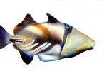 photo object, photo-object, cut-out, Picasso triggerfish cutout, (Rhinecanthus aculeatus), Tetraodontiformes, Balistidae