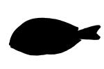 Acanthuridae, Tang, Surgeonfish silhouette, logo, shape, AAAV06P02_18M