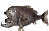Fangtooth, (Anoplogaster cornuta), Deep Sea Creature, Dragonfish, photo-object, object, cut-out, cutout