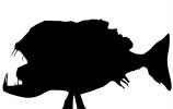 Fangtooth silhouette, (Anoplogaster cornuta), Deep Sea Creature, Dragonfish, logo, shape, AAAV06P03_01M