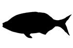 Shiner Surfperch Silhouette, (Cymatogaster aggregata), Perciformes, Embiatocidae, logo, shape, AAAV06P03_04M