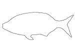 Shiner Surfperch outline, (Cymatogaster aggregata), Perciformes, Embiatocidae, line drawing, shape, AAAV06P03_04O