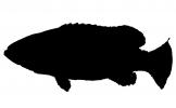 Queensland Grouper silhouette, (Epinephelus lanceolatus), Perciformes, Serranidae, logo, shape