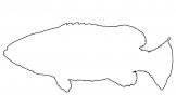 Queensland Grouper outline, (Epinephelus lanceolatus), Perciformes, Serranidae, line drawing, shape, AAAV06P03_10O