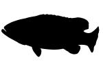Queensland Grouper silhouette, (Epinephelus lanceolatus), Perciformes, Serranidae, logo, shape
