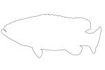 Outline of Queensland Grouper, (Epinephelus lanceolatus), Perciformes, Serranidae, Outline, line drawing, shape, AAAV06P03_13O