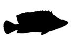 Panther Grouper Silhouette, (Cromileptes altivelis), Perciformes, Serranidae, shape, logo, AAAV06P03_16M