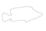 Panther Grouper, (Cromileptes altivelis) outline, Perciformes, Serranidae, line drawing, shape, AAAV06P03_16O