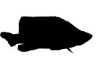 Panther Grouper Silhouette, (Cromileptes altivelis), Perciformes, Serranidae, shape, logo, AAAV06P03_18M