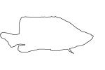 Panther Grouper outline, (Cromileptes altivelis), Perciformes, Serranidae, line drawing, shape