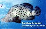 Panther Grouper, (Cromileptes altivelis), Perciformes, Serranidae
