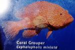 Coral Grouper (Cephalopholis miniata), Perciformes, Serranidae, seabass