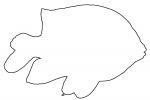 Garibaldi, Hypsypops rubicundus, Perciformes, Pomacentridae, Outline, line drawing, shape, AAAV06P04_10O