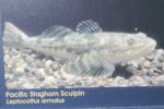 Pacific Staghorn Sculpin, (Leptocottus armatus), Scorpaeniformes, Cottidae