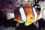 Red Sea clownfish, Two-banded anemonefish, (Amphiprion bicinctus), Perciformes, Pomacentridae