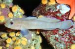 Goby, AAAV06P08_04