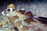 Flounder, Flatfish, eyes, AAAV06P08_09