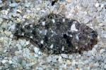 Flounder, Flatfish, AAAV06P08_10