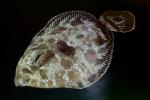 Flounder, Flatfish, AAAV06P08_16