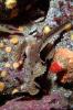 Sailfin Sculpin, (Nautichthys oculofasciatus), Scorpaeniformes, Hemitripteridae, Demersal, AAAV06P09_05