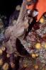Sailfin Sculpin, (Nautichthys oculofasciatus), Scorpaeniformes, Hemitripteridae, Demersal