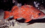 Vermilion rockfish, (Sebastes miniatus), Scorpaeniformes, Sebastidae, vermilion seaperch, red snapper, and red rock cod, AAAV06P09_09