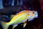 Yellowtail Rockfish (Sebastes flavidus), Perciformes, Scorpaenidae, AAAV06P09_13