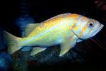 Yellowtail Rockfish (Sebastes flavidus), Perciformes, Scorpaenidae, AAAV06P09_14