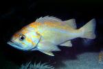 Yellowtail Rockfish (Sebastes flavidus), Perciformes, Scorpaenidae, AAAV06P09_15