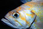 Yellowtail Rockfish (Sebastes flavidus), Perciformes, Scorpaenidae, eyes, AAAV06P09_17