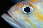Yellowtail Rockfish (Sebastes flavidus), Perciformes, Scorpaenidae, eyes