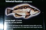 Yellowtail Rockfish (Sebastes flavidus), Perciformes, Scorpaenidae, AAAV06P09_19