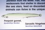 Penpoint gunnel (Apodichthys flavidus), Perciformes, Pholidae