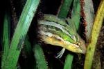 Striped Kelpfish, (Gibbonsia metzi), Perciformes, Clinidae, green camouflage fish, seagrass, eelgrass, underwater, clinid, blennies, blenny, Biomimicry, AAAV06P10_10