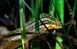 Striped Kelpfish, (Gibbonsia metzi), Perciformes, Clinidae, green camouflage fish, seagrass, eelgrass, underwater, clinid, blennies, blenny, Biomimicry, AAAV06P10_13