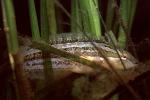 Striped Kelpfish, (Gibbonsia metzi), Perciformes, Clinidae, green camouflage fish, seagrass, eelgrass, underwater, clinid, blennies, blenny, Biomimicry, AAAV06P10_14