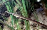 Bay Pipefish, (Syngnathus leptorhyncus), Syngnathidae, eelgrass, seagrass, AAAV06P10_17