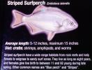 Striped Surfperch, (Embiotoca lateralis), Perciformes, Embiotocidae, surfperch
