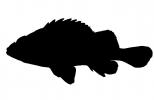 Rockfish silhouette, logo, shape, AAAV06P11_18M