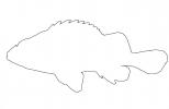 Rockfish outline, line drawing, shape
