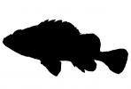 Rockfish silhouette, logo, shape, AAAV06P11_19M