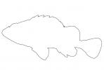 Rockfish, outline, line drawing, shape, AAAV06P11_19O