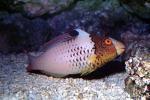Parrotfish, AAAV06P12_01