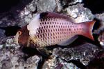 Parrotfish, AAAV06P12_02