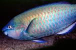 Parrotfish, AAAV06P12_04