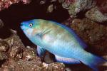 Parrotfish, AAAV06P12_05
