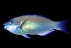 Parrotfish, AAAV06P12_06